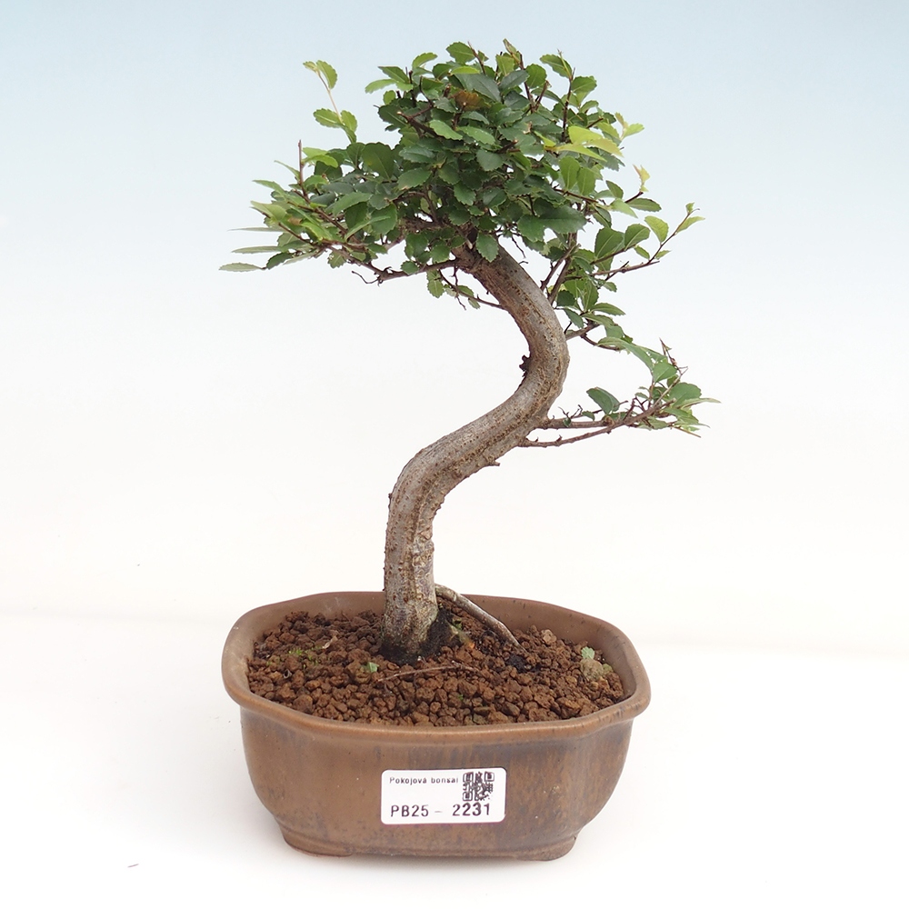 Room Malolistý elm bonsai