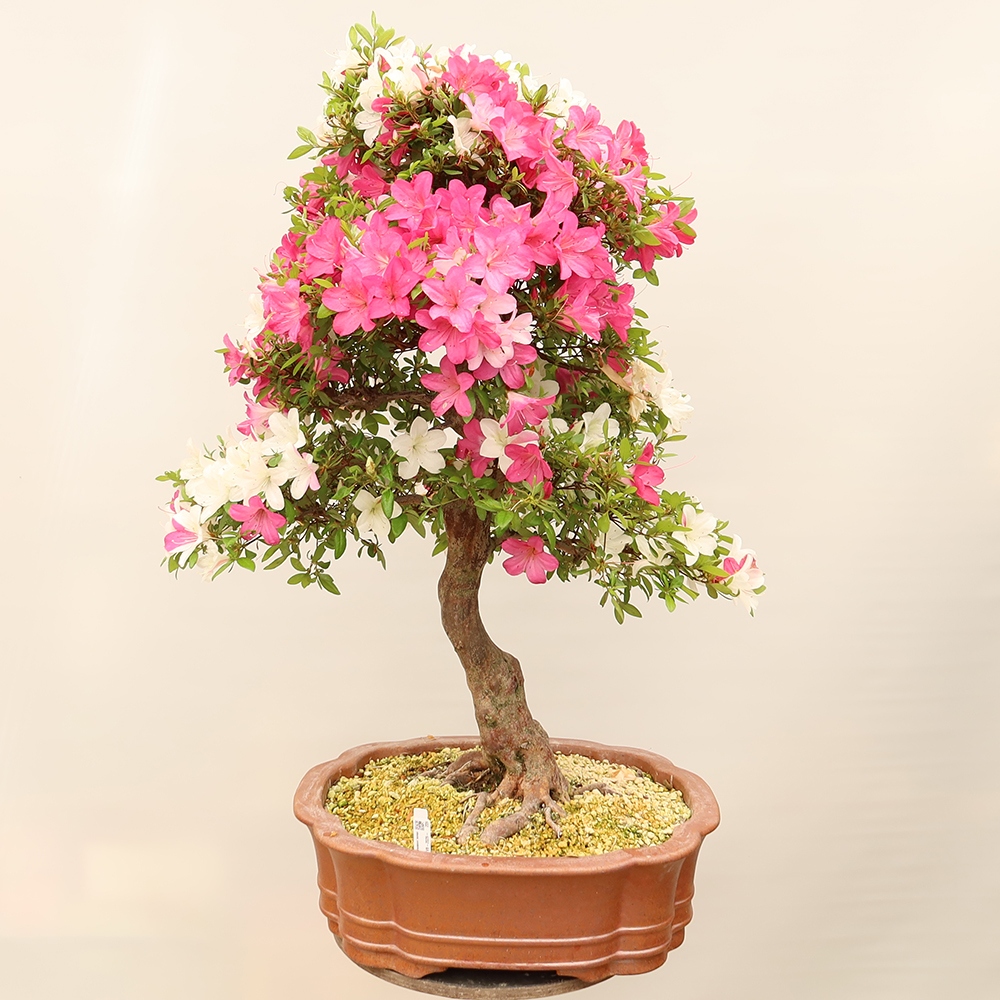 Outdoor bonsai - Japanese Azalea - Azalea Sayaka