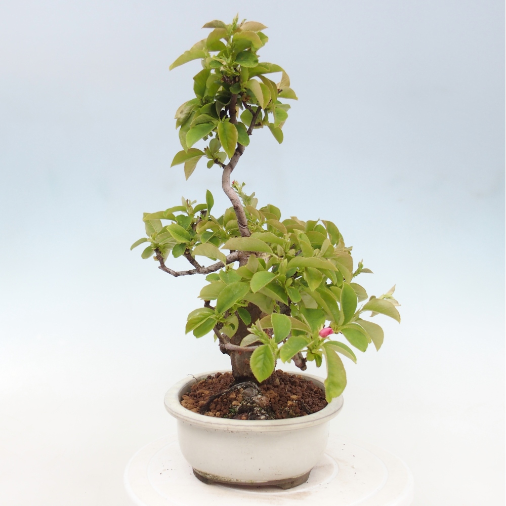 Outdoor bonsai - Pseudocydonia sinensis - Chinese quince