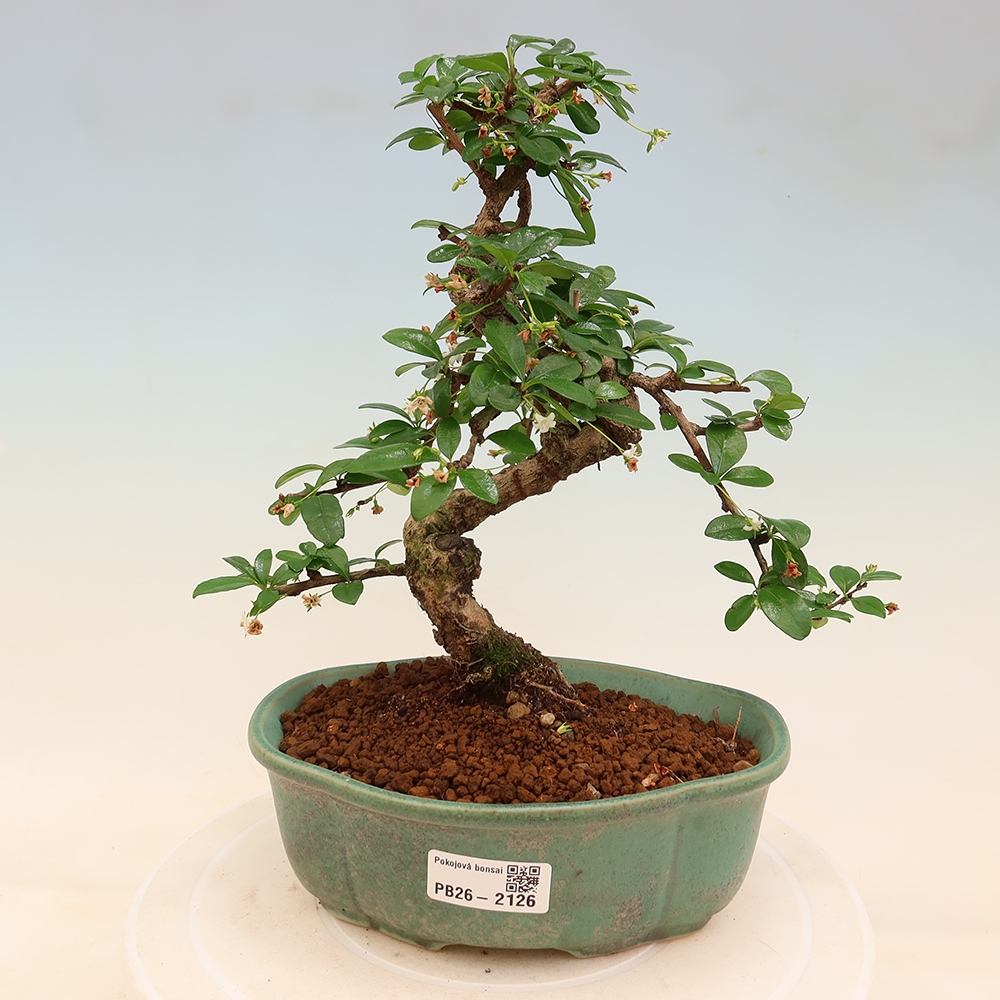 Room bonsai - Carmona macrophylla - Tea fuki