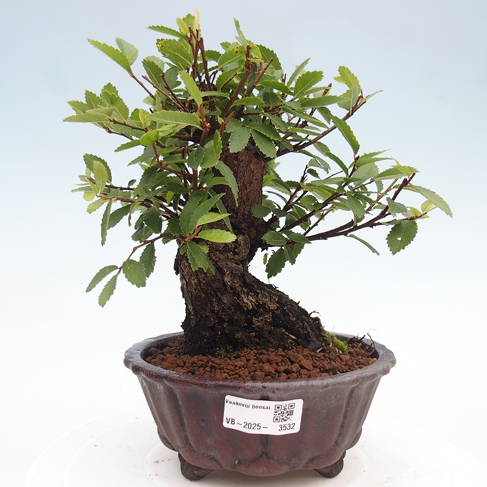 Outdoor bonsai - Zelkova - Zelkova serrata