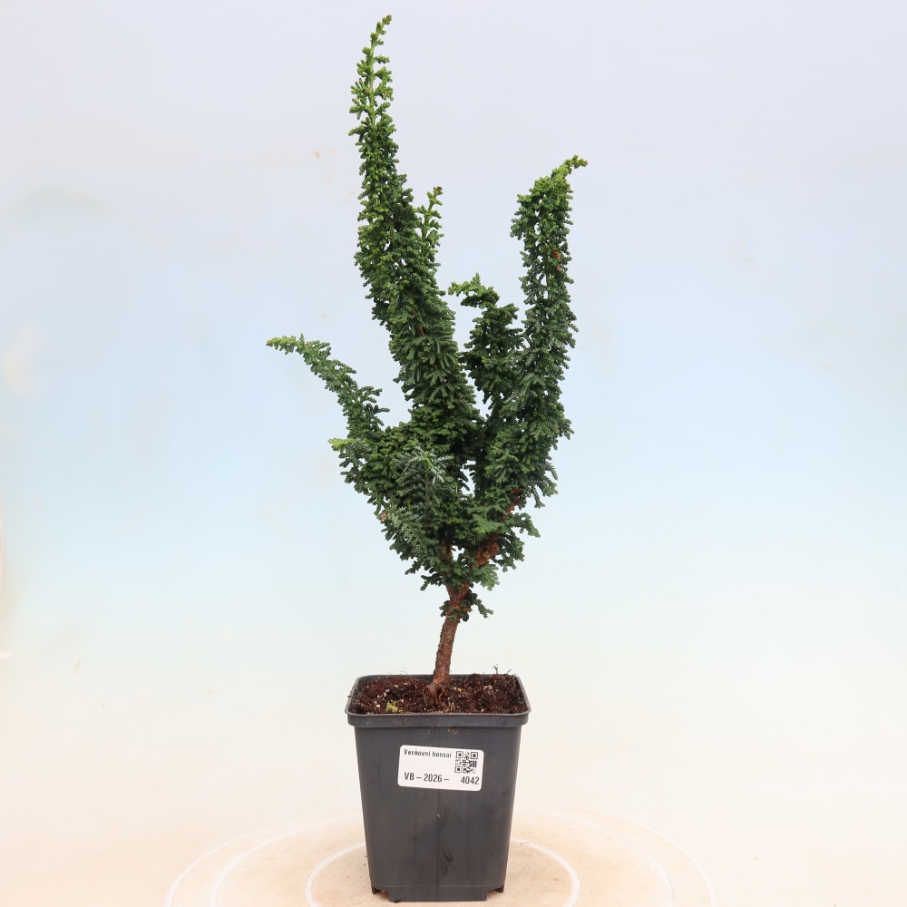 Outdoor bonsai - Cham. obtusa SEKKA HINOKI - Cypress