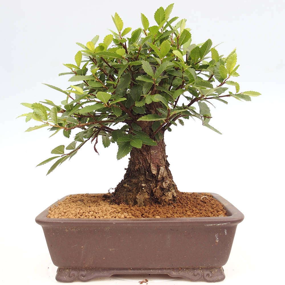 Outdoor bonsai - Zelkova - Zelkova NIRE