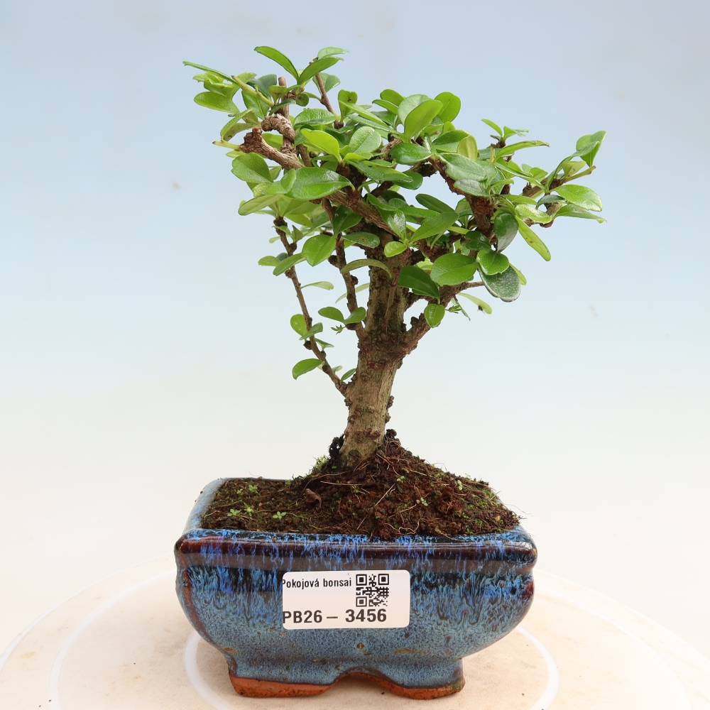 Room bonsai - Carmona macrophylla - Tea fuki