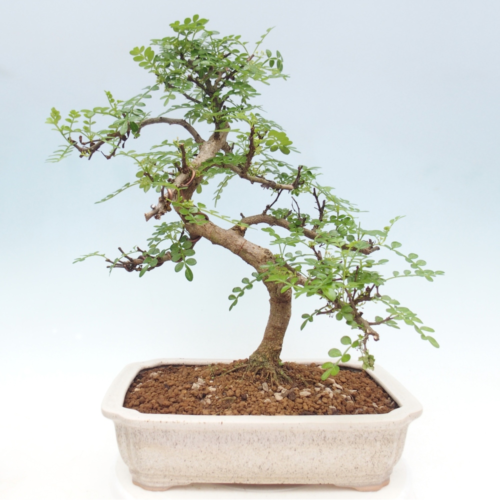 Indoor bonsai - Zantoxylum piperitum - pepper tree