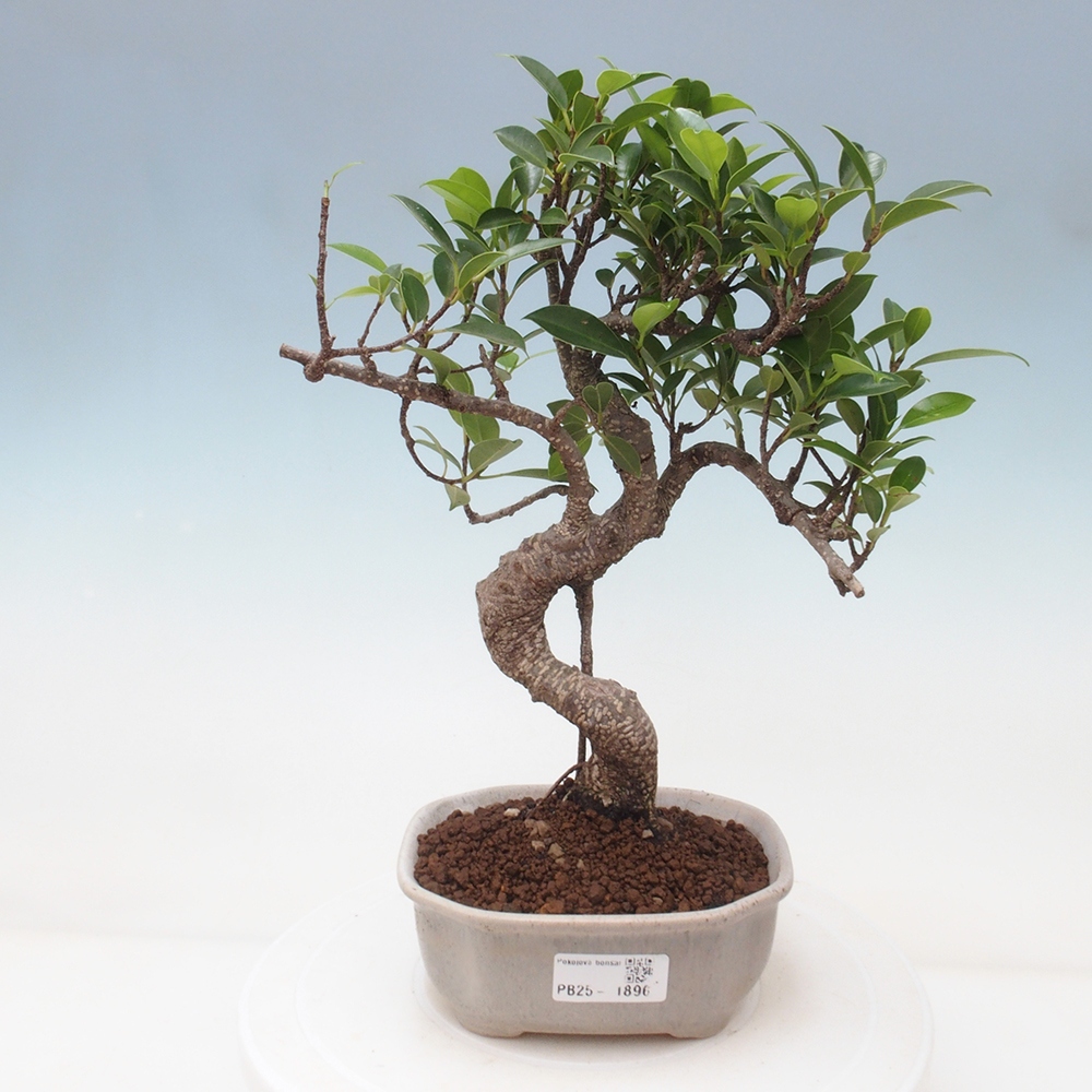 Indoor bonsai - Ficus retusa - small ficus