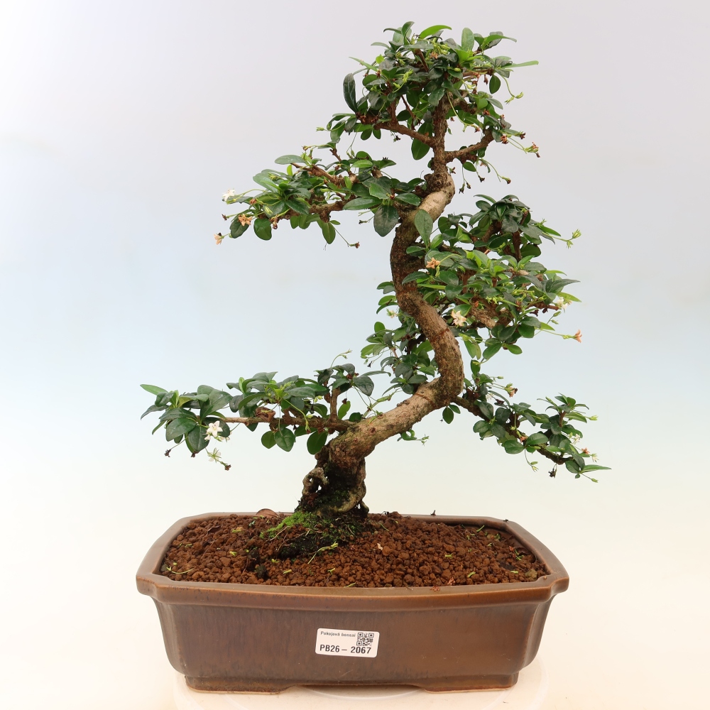 Room bonsai - Carmona macrophylla - Tea fuki