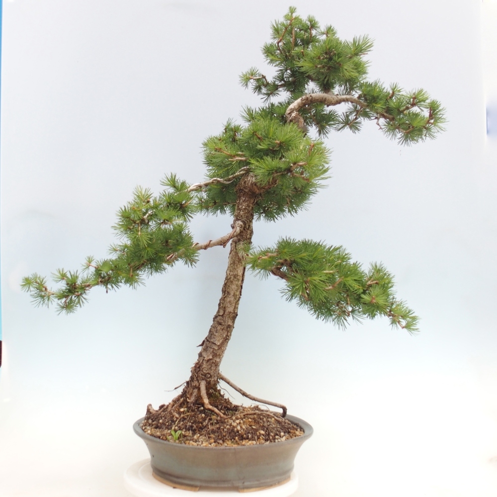 Outdoor bonsai -Larix decidua - Larch