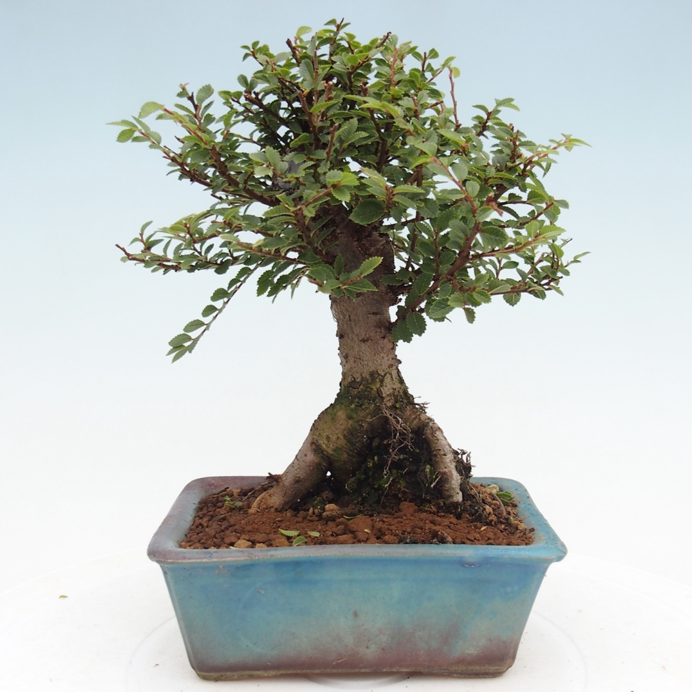 Outdoor bonsai - Ulmus parvifolia Hokkaido - Chinese elm