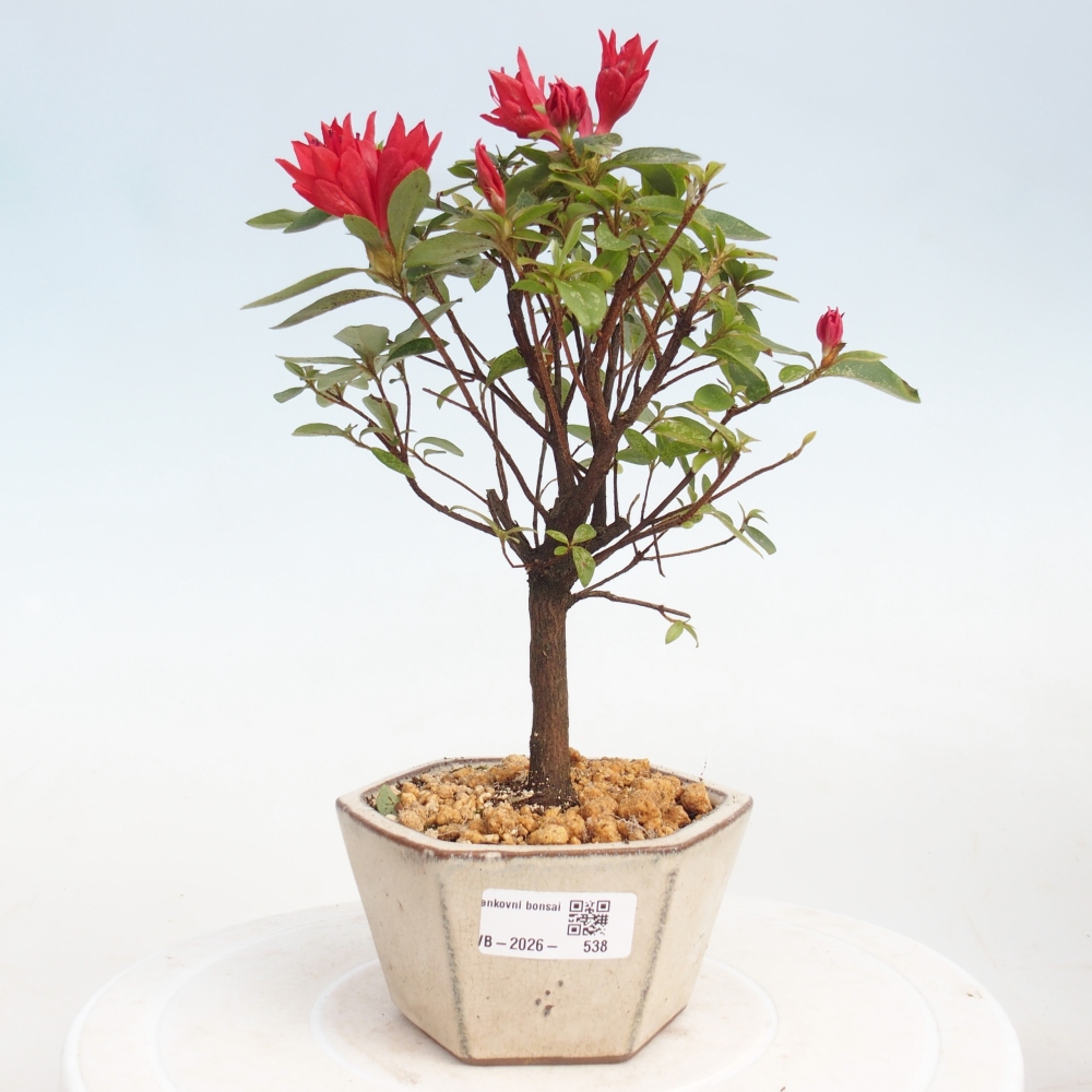 Outdoor bonsai - Japanese azalea - Azalea sp.