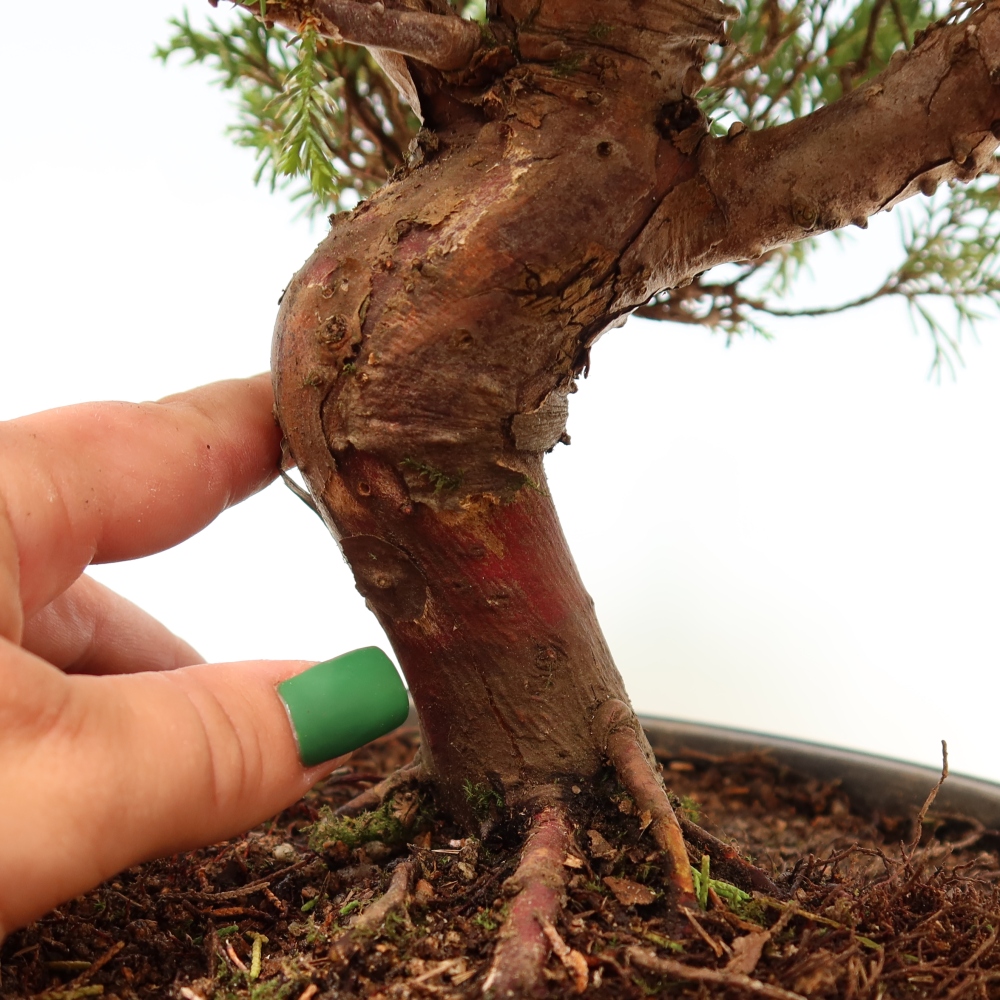 Outdoor Bonsai - Juniperus chinensis Itoigawa - Chinese Juniper