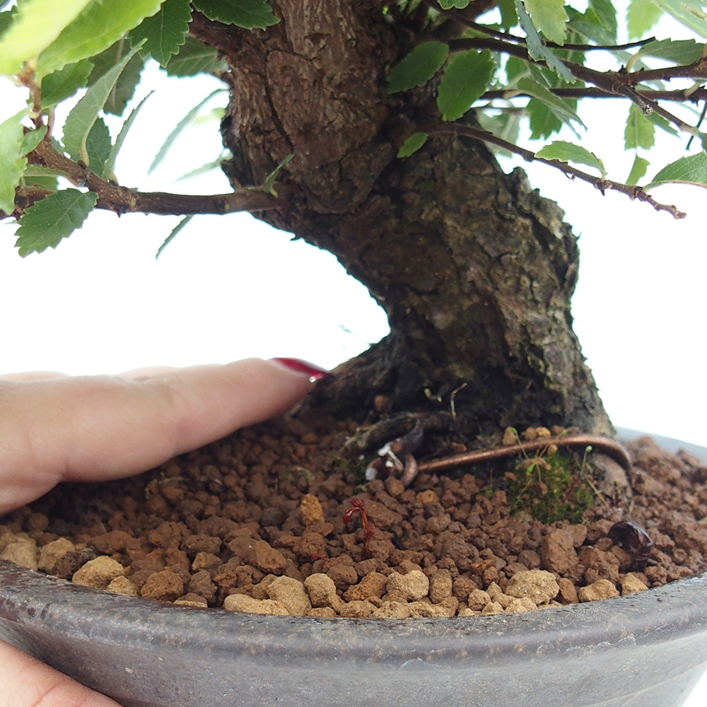 Outdoor bonsai - Zelkova - Zelkova NIRE