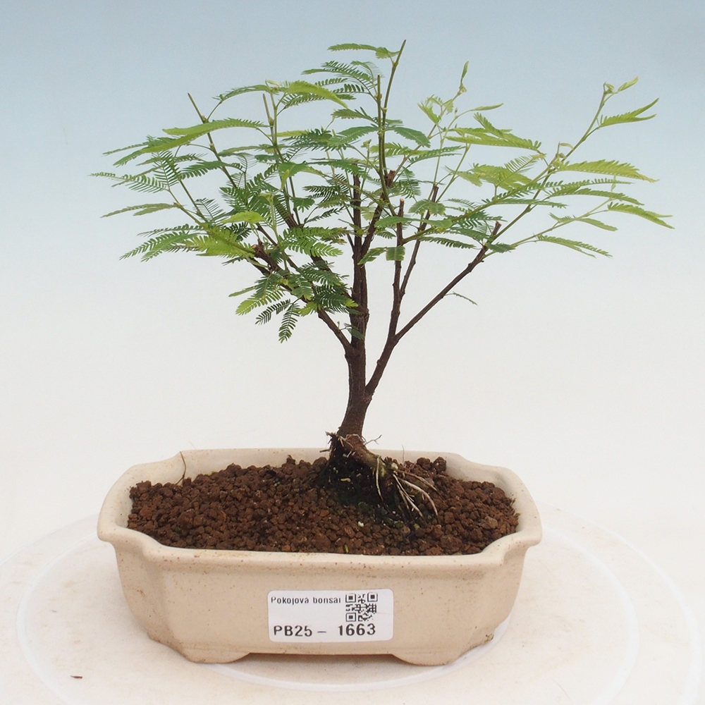 Room bonsai-Calliandra surinamensis Dixie Pink -Kaliandra of Suria