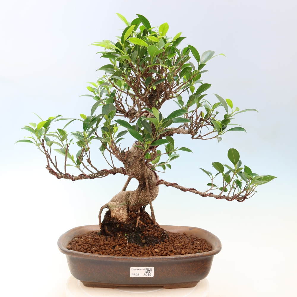 Room bonsai - Ficus kimmen - small-leaved ficus