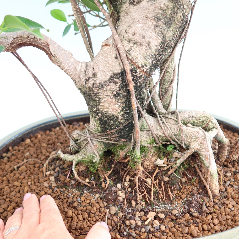 Room bonsai - Ficus kimmen - small-leaved ficus