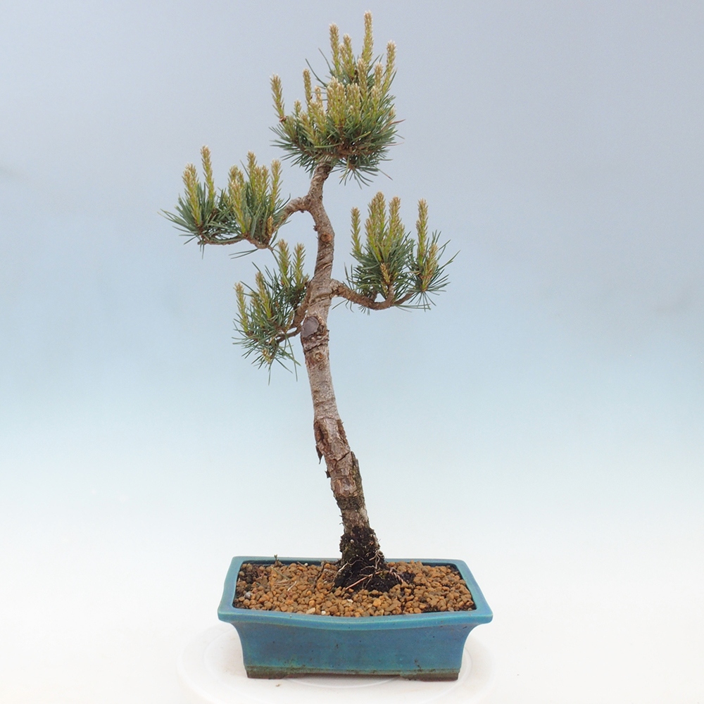 Outdoor bonsai - Pinus Sylvestris - Scots pine