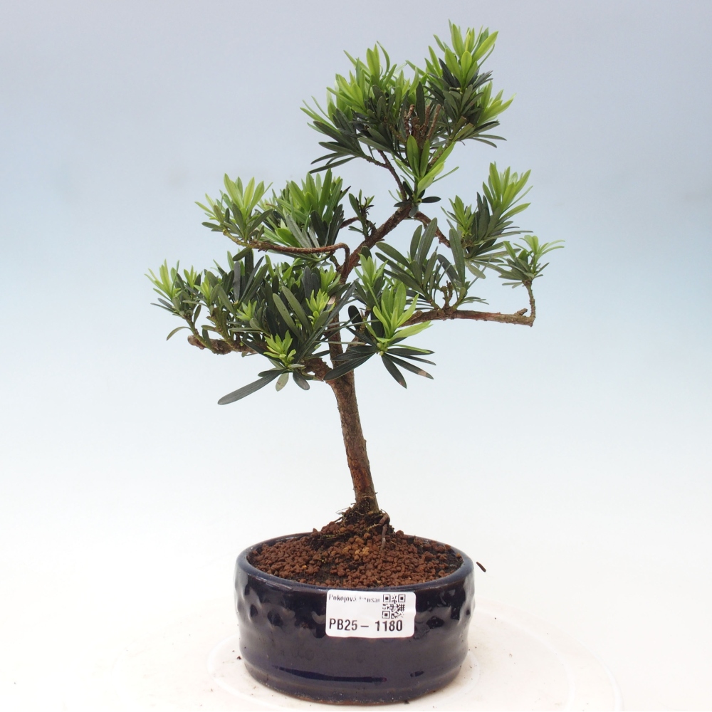Indoor bonsai - Podocarpus - Stone thous