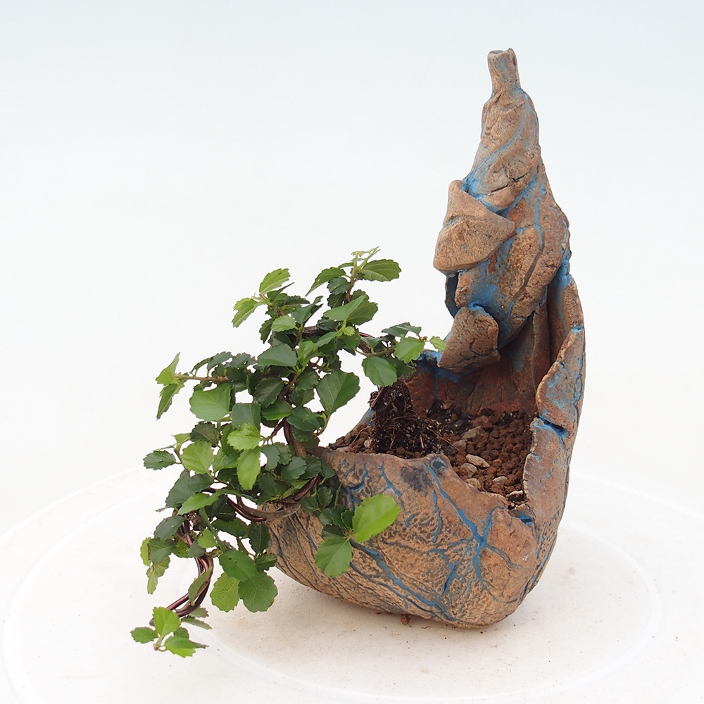 Room bonsai - Grewia sp. - Grewia malafolia