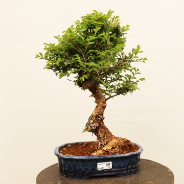 Bonsaje | The largest bonsai centre in the Czech Republic since 1979 - e- bonsai.com