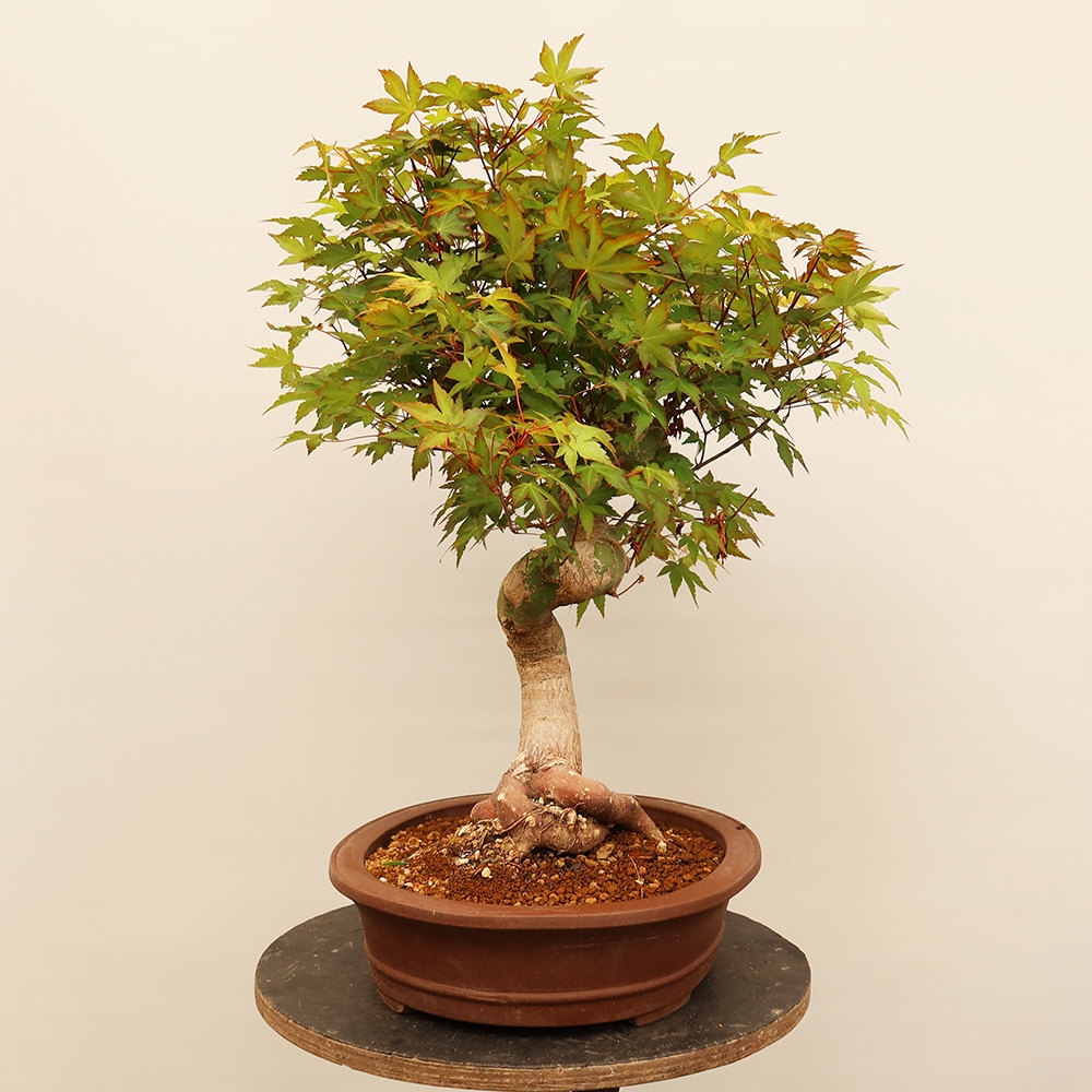 Outdoor bonsai - Maple palmatum - Palms