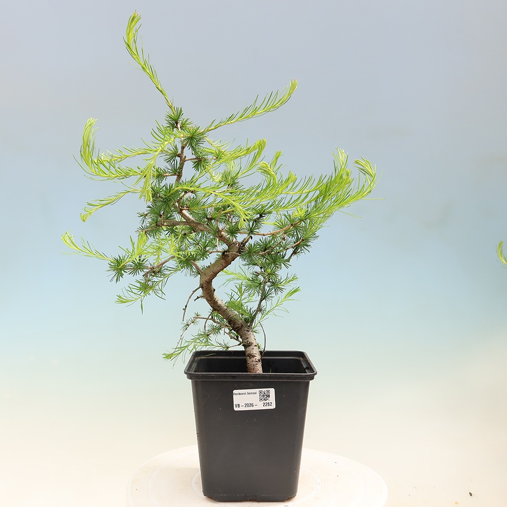 Outdoor bonsai -Larix decidua - Larch