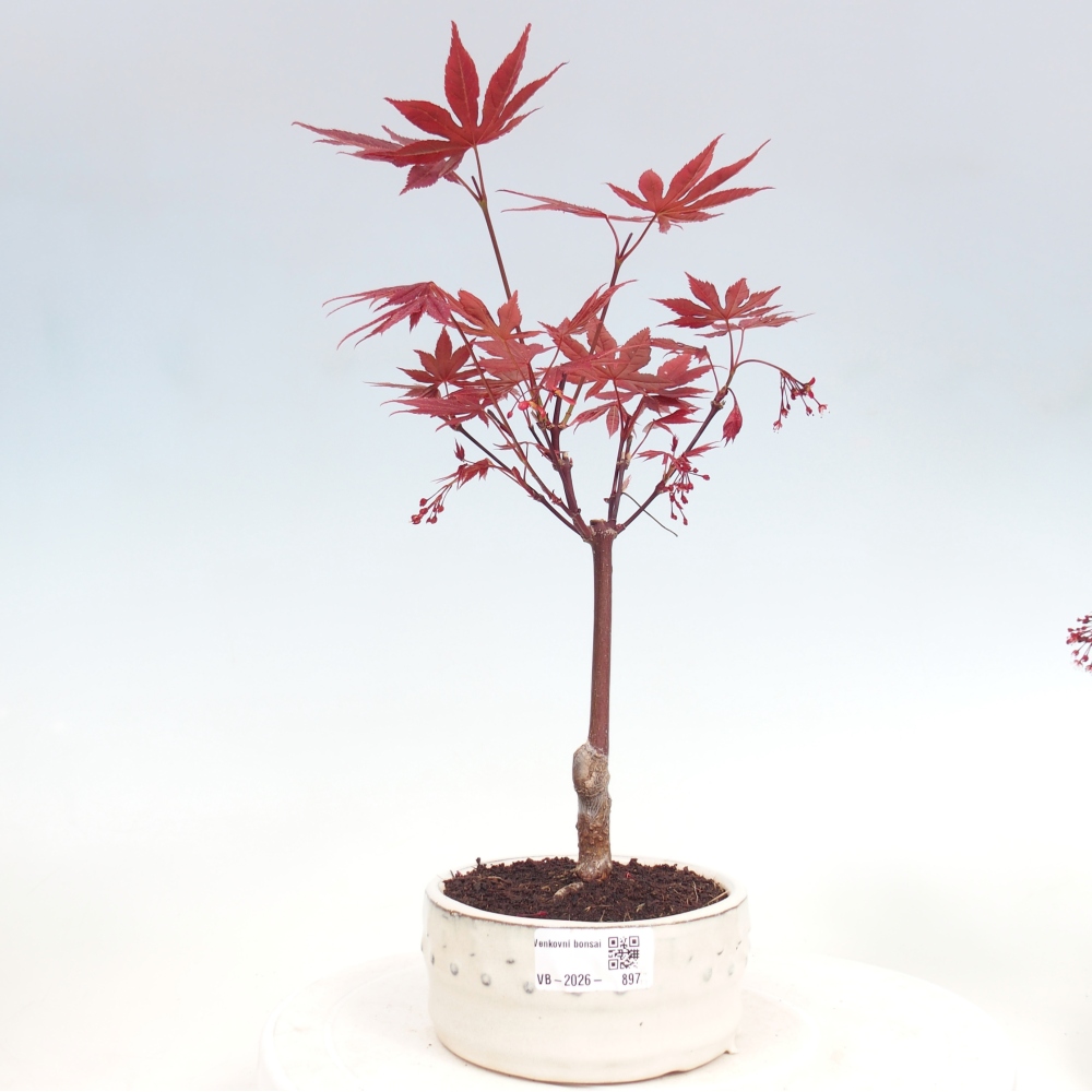 Outdoor bonsai - Acer palm. Atropurpureum-Javor palmate