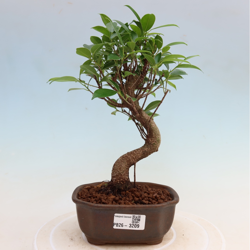 Room bonsai - Ficus kimmen - small-leaved ficus