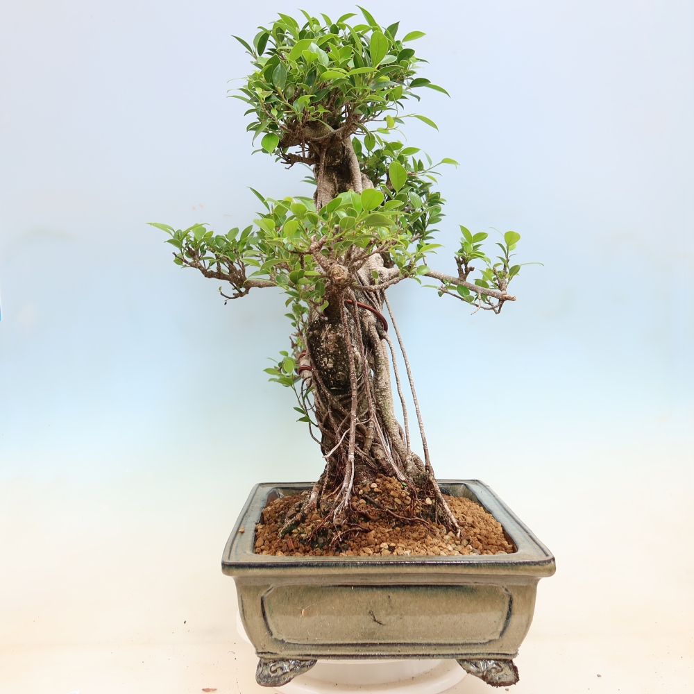 Room bonsai - Ficus kimmen - small-leaved ficus