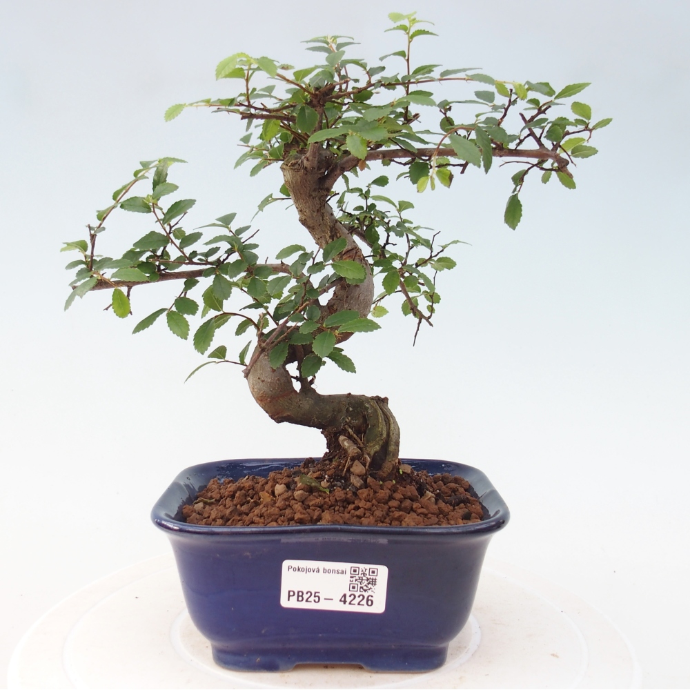 Room bonsai - Ulmus parvifolia - Small-leaved elm