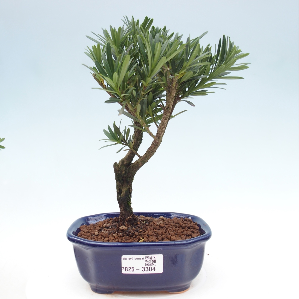 Room bonsai - Podocarpus - Stone Yew