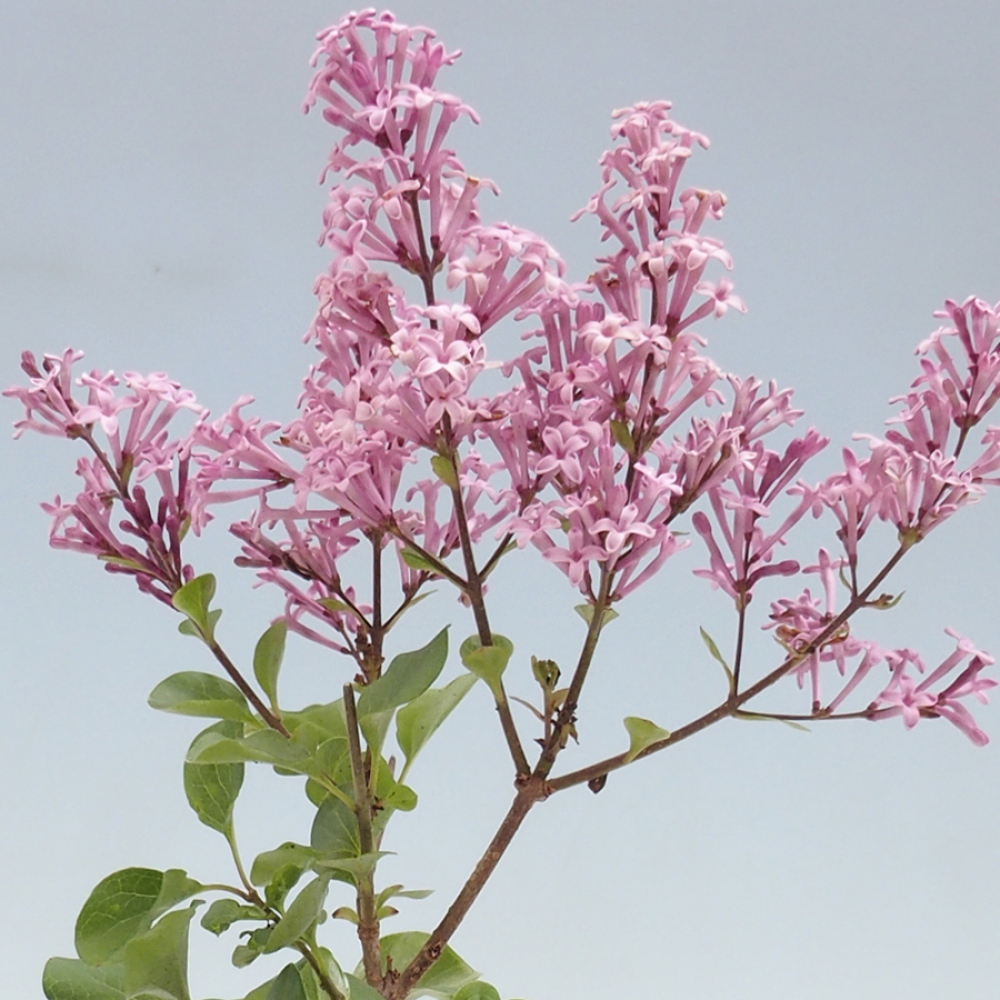 Outdoor bonsai - Syringa microphylla - small-flowered lilac