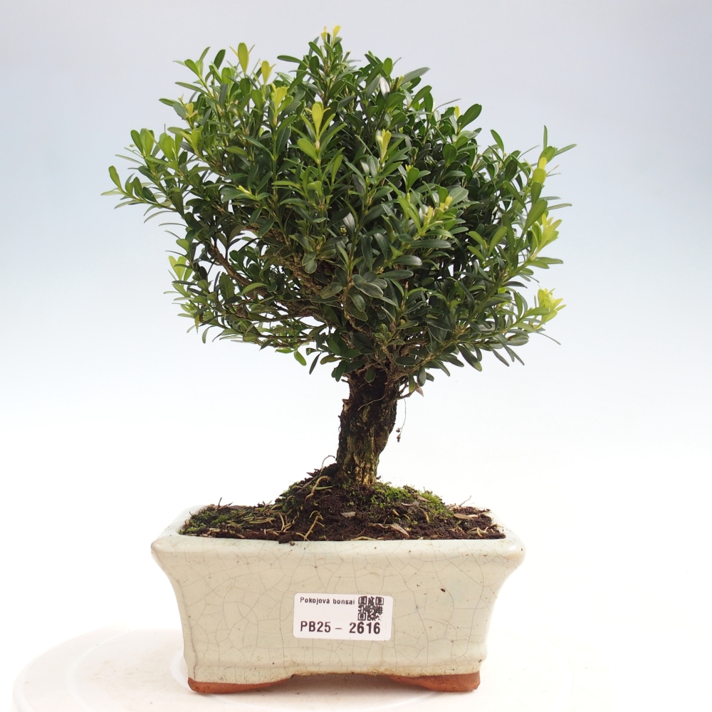 Room Bonsai - Buxus harlandii - Cork boxwood