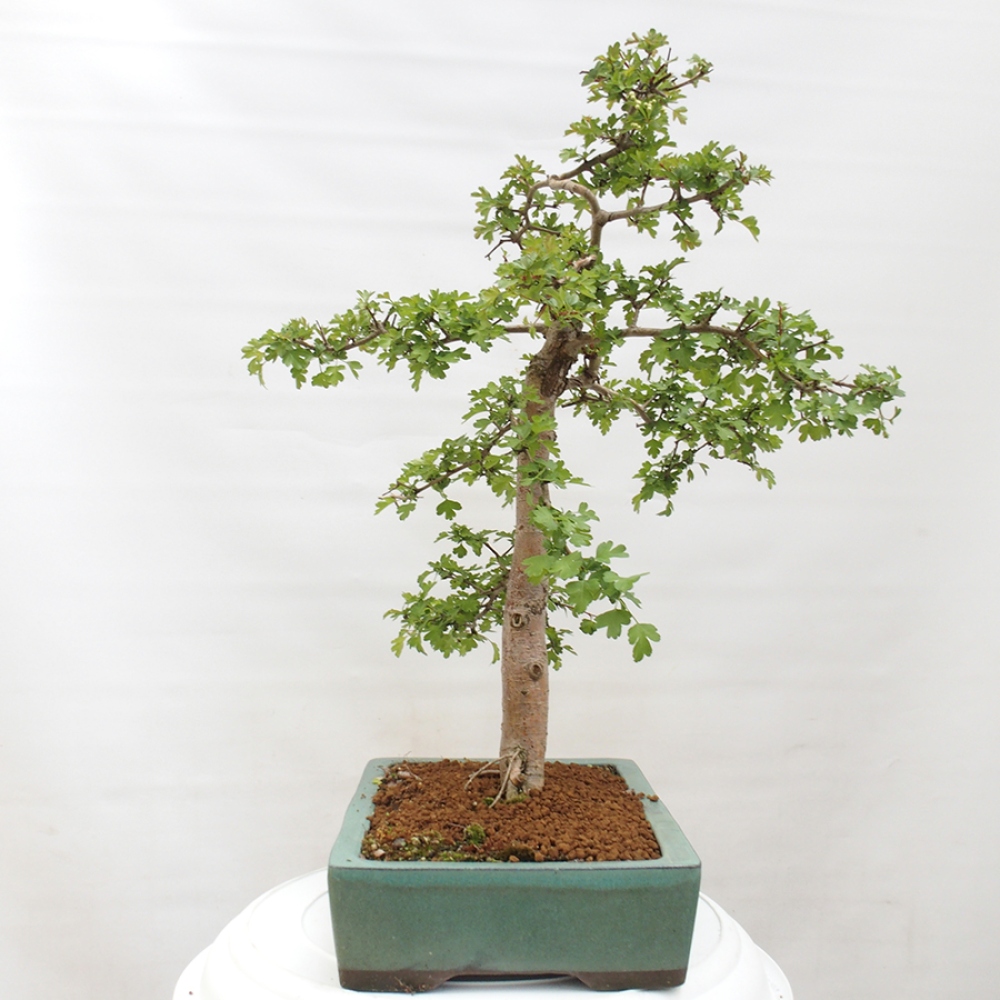 Outdoor bonsai - Hawthorn - Crataegus monogyna