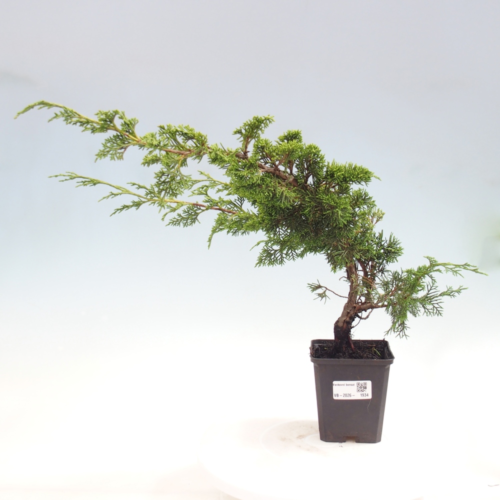 Outdoor bonsai - Juniperus chinensis Itoigawa