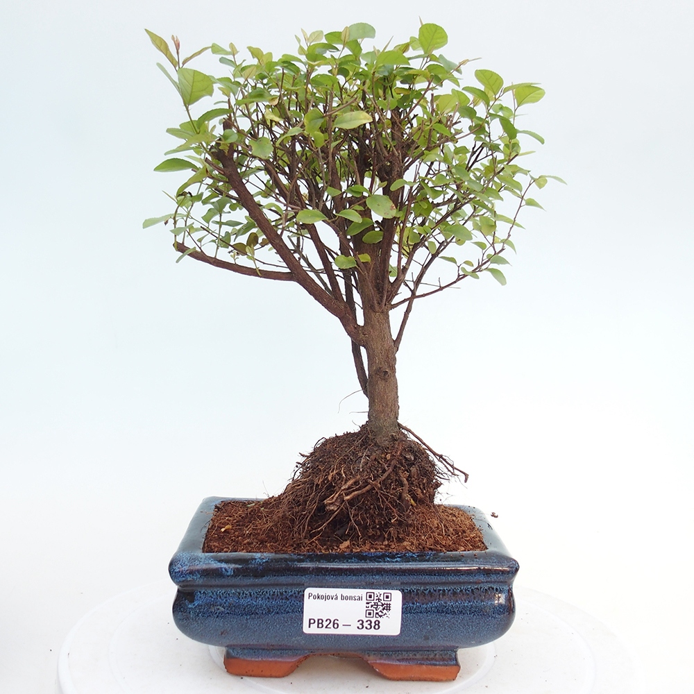 Room bonsai - Sageretia thea - Sageretia thea