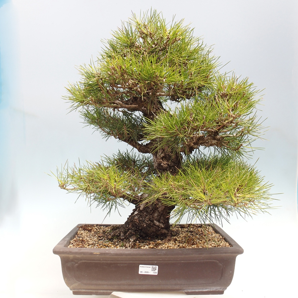 Outdoor bonsai - Pinus thunbergii - Thunberg pine