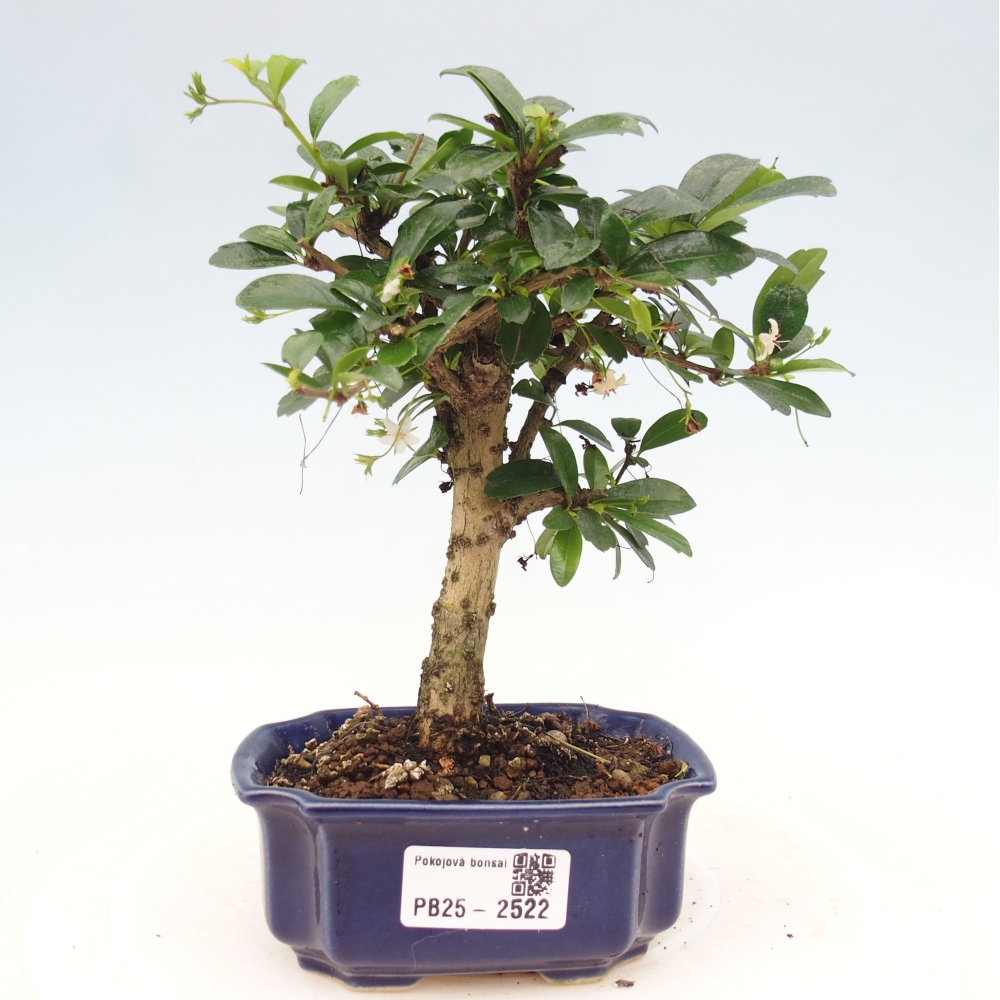 Indoor bonsai - Carmona macrophylla - Fuki tea