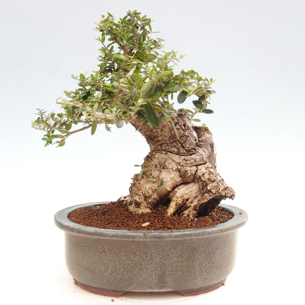 Indoor bonsai - Olea europaea sylvestris - European small-leaved olive oil