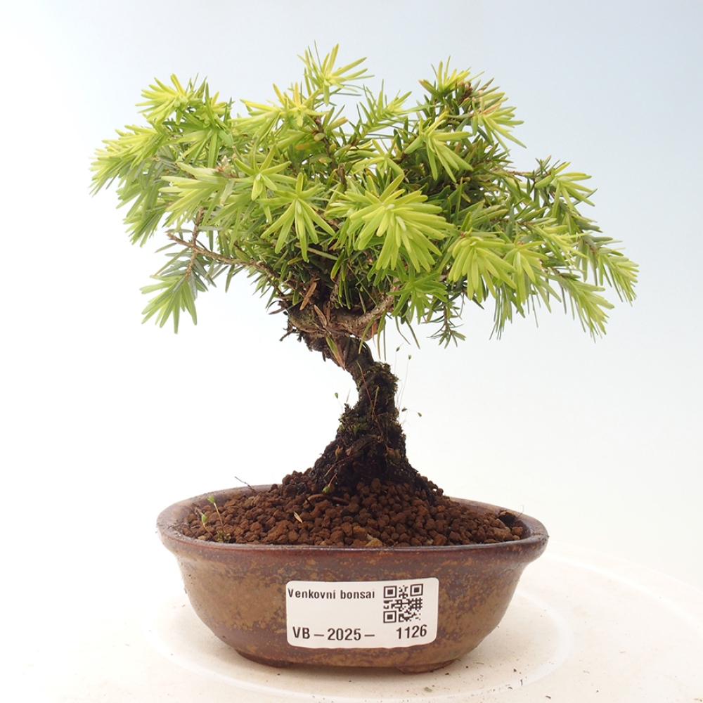 Outdoor bonsai - Tsuga canadensis - Hemlock