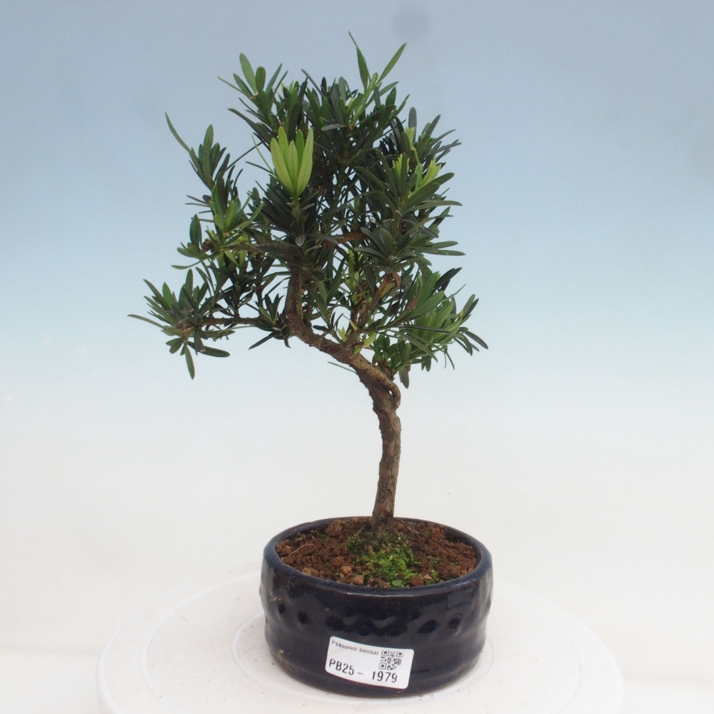 Indoor bonsai - Podocarpus - Stone thous