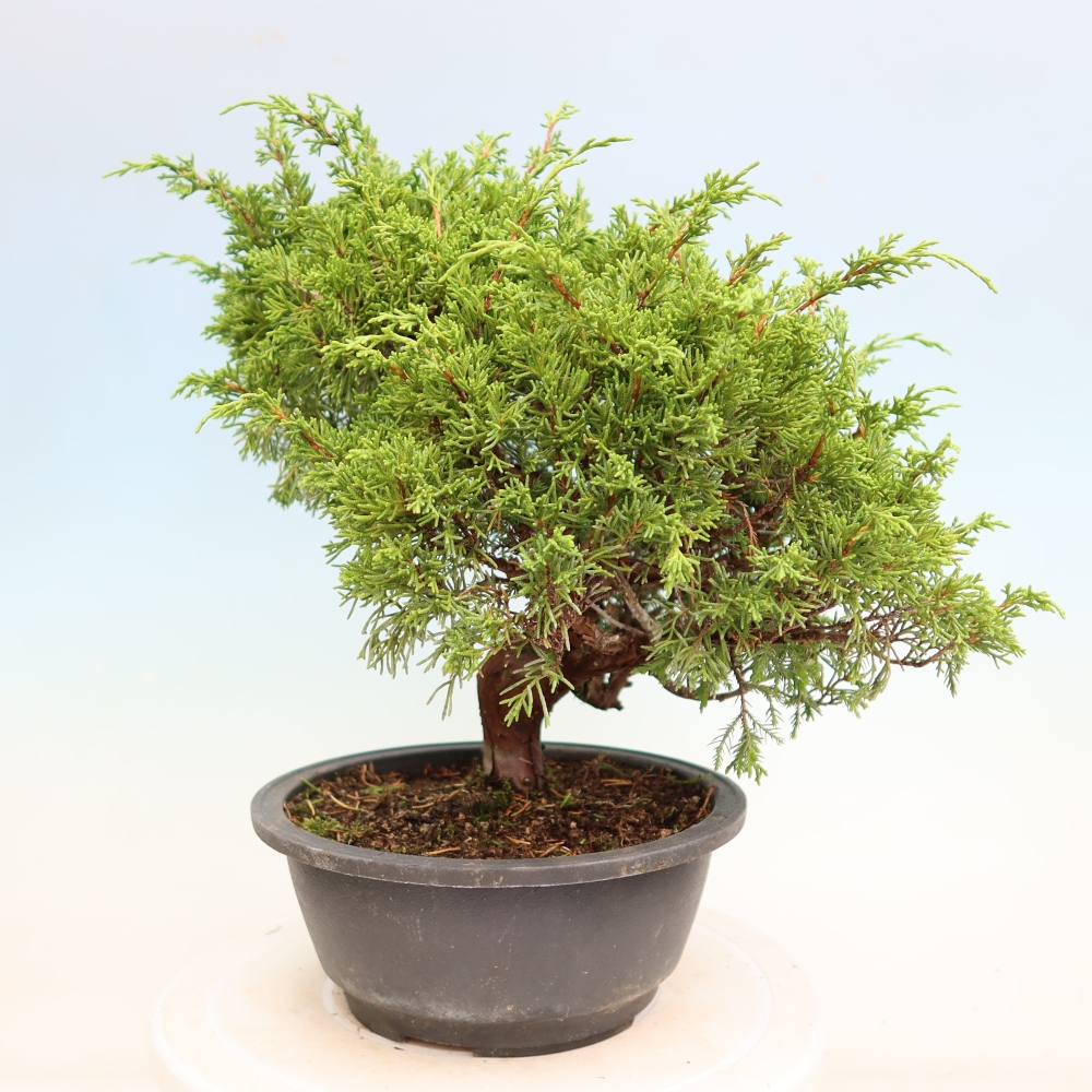 Outdoor Bonsai - Juniperus chinensis Itoigawa - Chinese Juniper