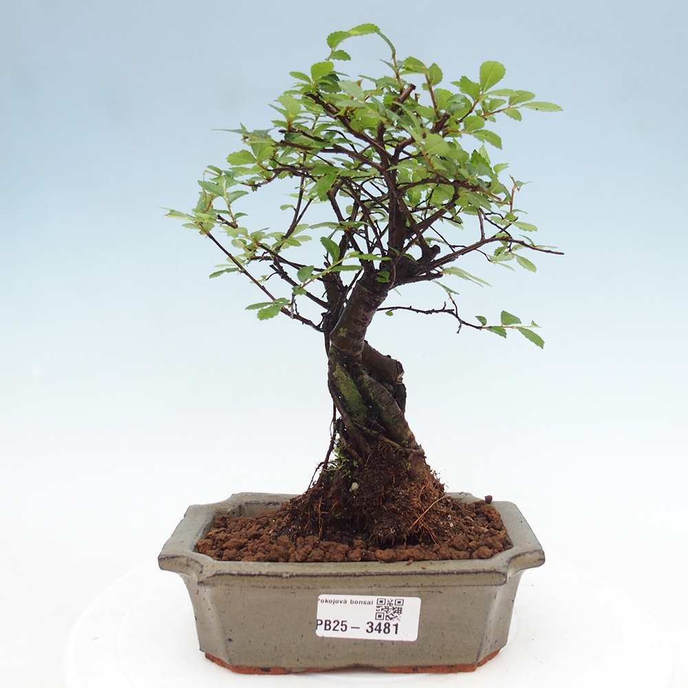 Room bonsai - Ulmus parvifolia - Small-leaved elm