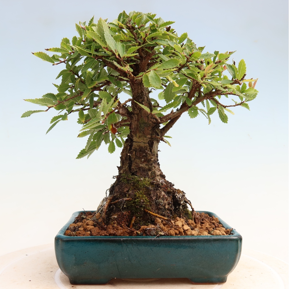 Outdoor bonsai - Zelkova - Zelkova NIRE