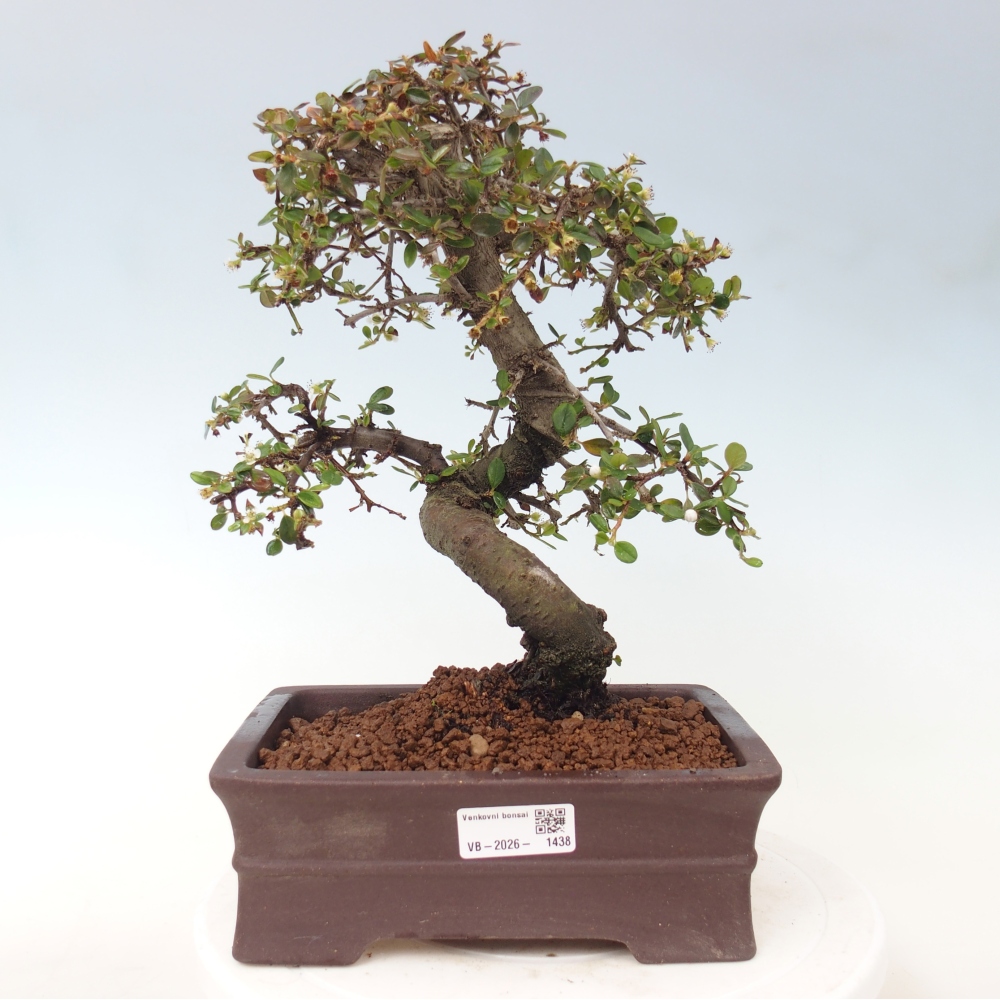 Outdoor bonsai-Cotoneaster dammeri - Damer's Rock