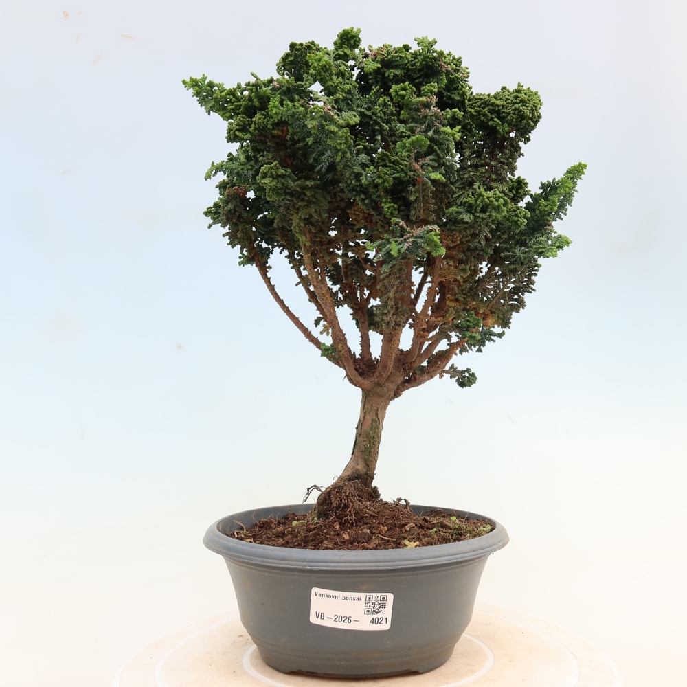 Outdoor bonsai - Cham. obtusa SEKKA HINOKI - Cypress