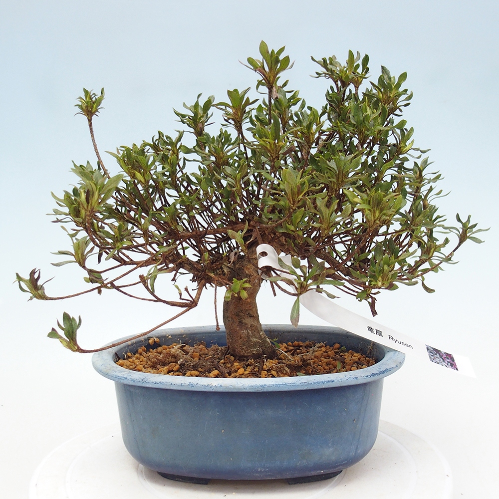 Outdoor bonsai - Japanese Azalea - Azalea Ryusen