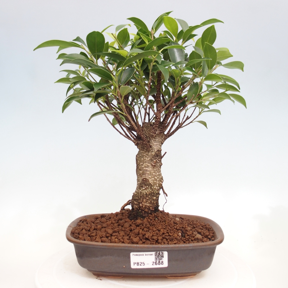 Indoor bonsai - Ficus retusa - small ficus