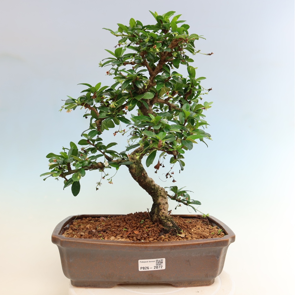 Room bonsai - Carmona macrophylla - Tea fuki