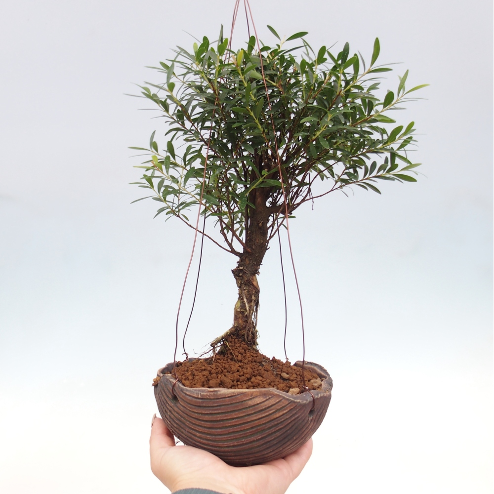 Kokedama in ceramic - Syzygium - Allspice