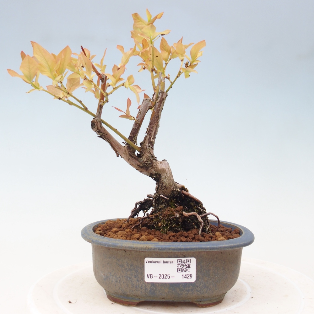 Outdoor bonsai - Canadian blueberry - Vaccinium corymbosum